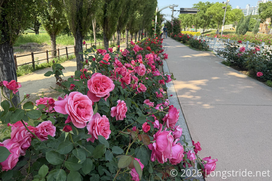 Rose Garden