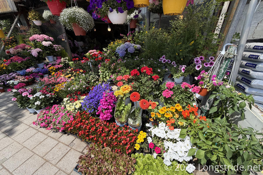 Flower Market