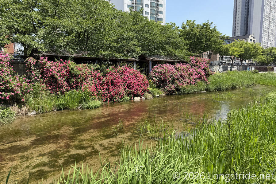 Seongnaecheon Stream