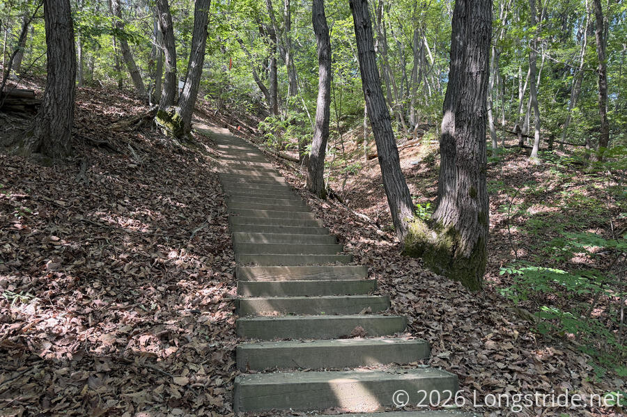 Staircase in the Forest