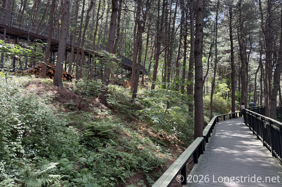 Boardwalks in the Forest
