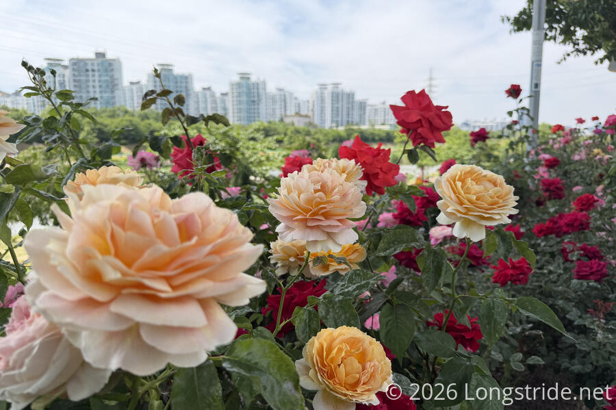 Roses