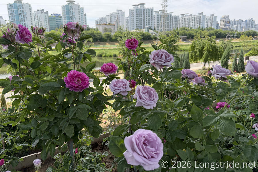 Roses