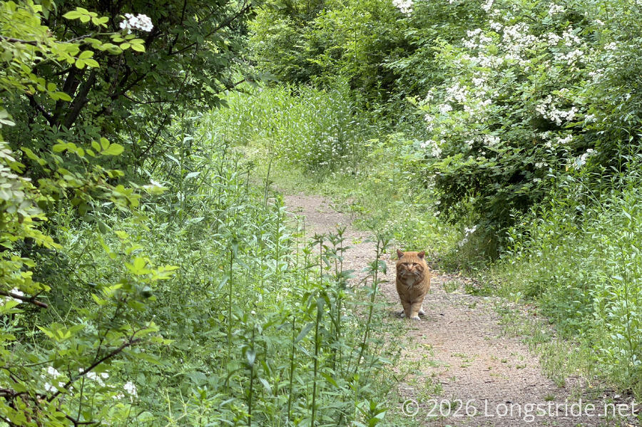 Forest Kitty