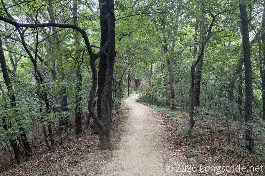 Forest Path on the Ridge