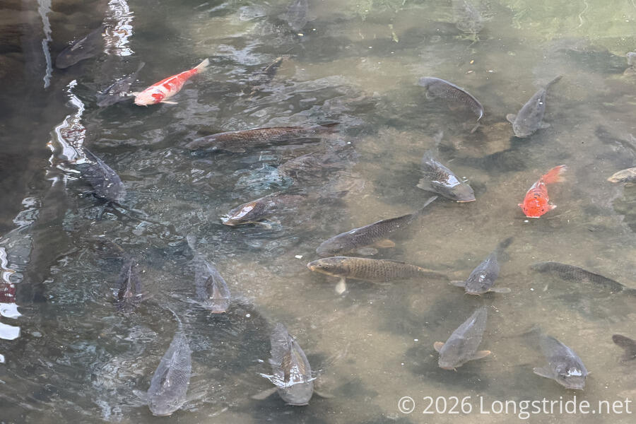 Koi