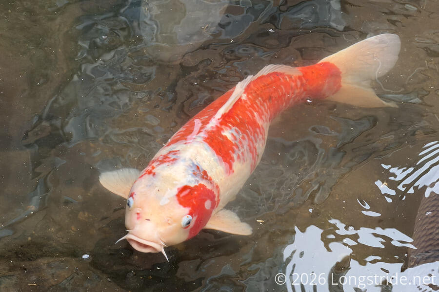 Koi