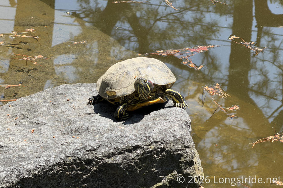 Turtle
