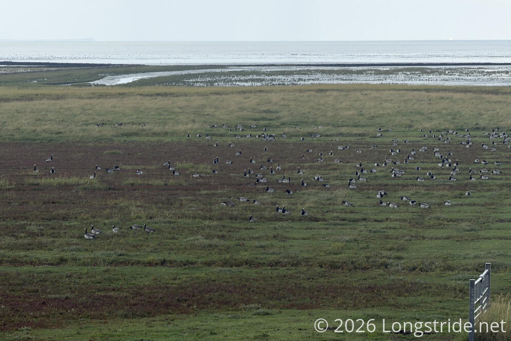Salt Marsh