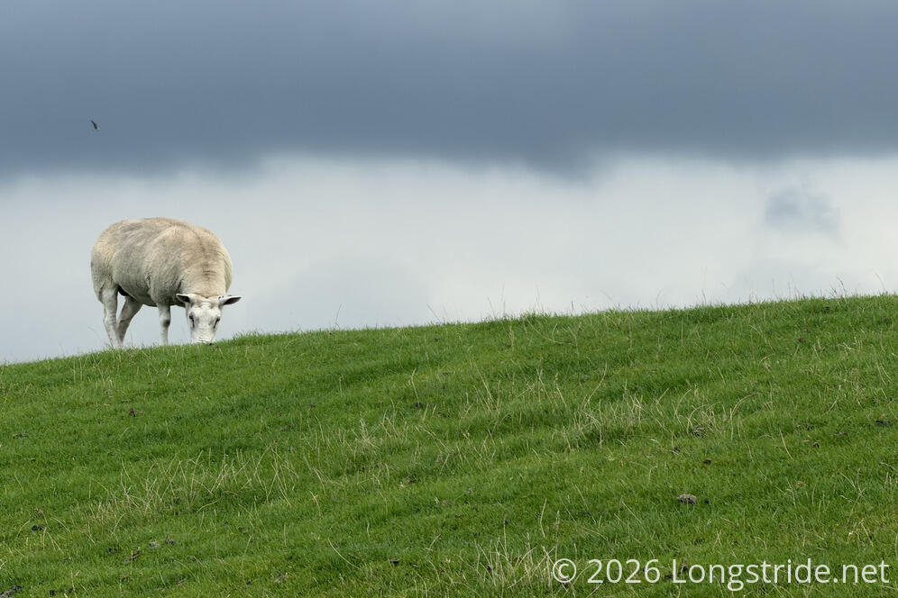Ridgetop Sheep