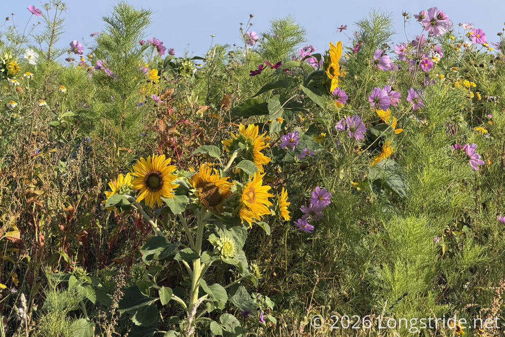 Wildflowers