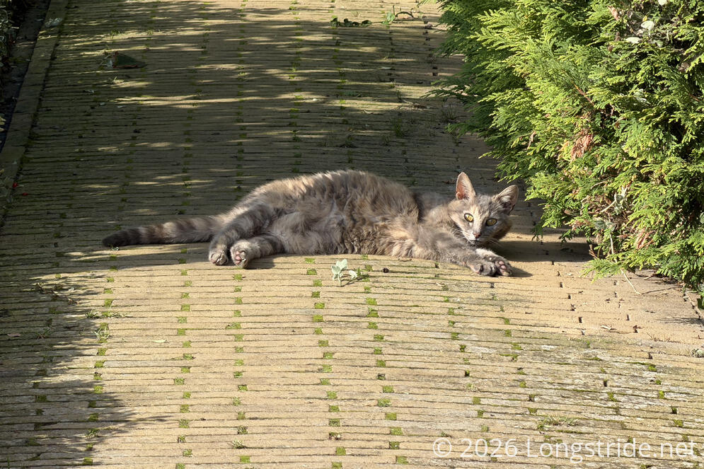 Street Cat of Eenrum