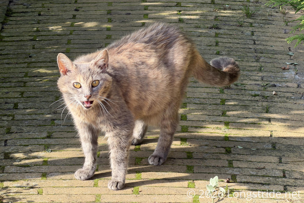 Annoyed Street Cat