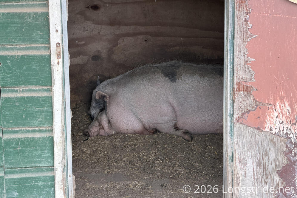 Lazy Hog