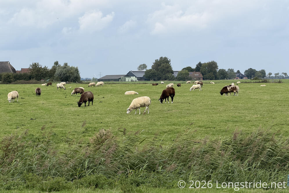 Sheep