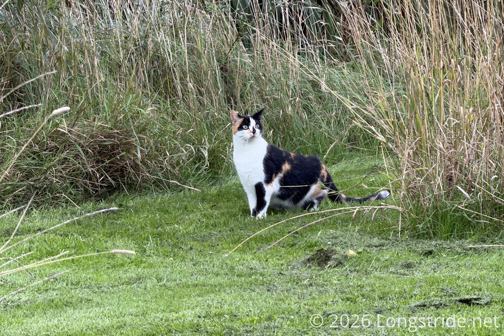Campsite Kitty