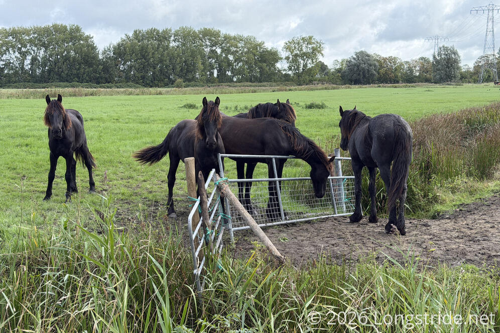 Horses Congregate at a Fence