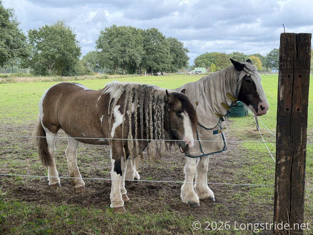 A Braided Horse