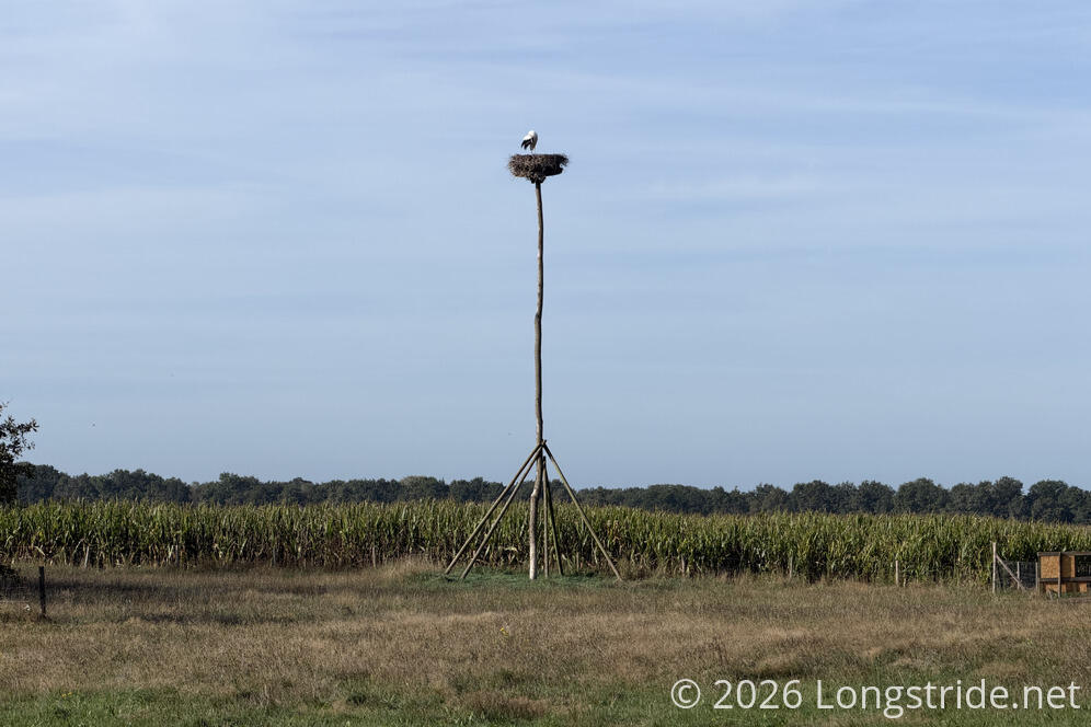 Stork Nest on a Pole