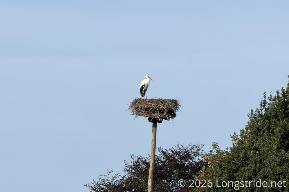 Stork
