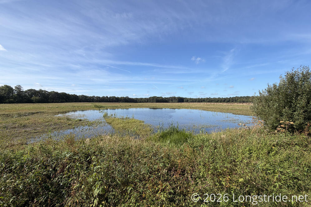 Wetlands Pond