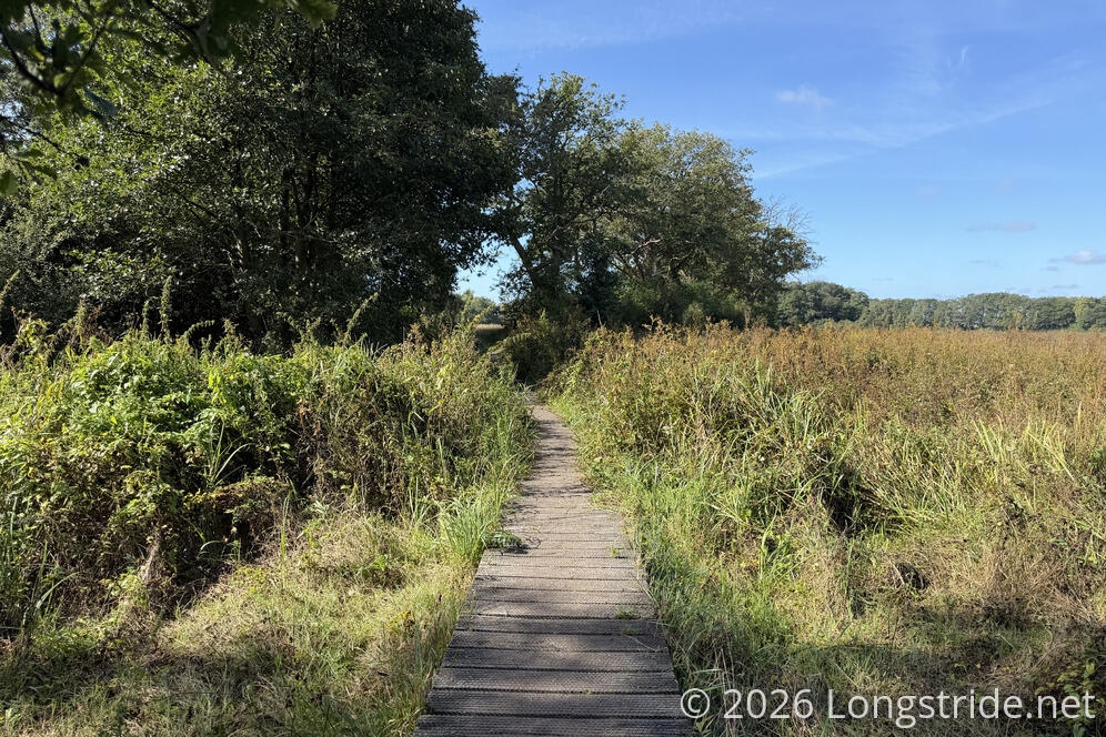 Boardwalk Through Wetlands