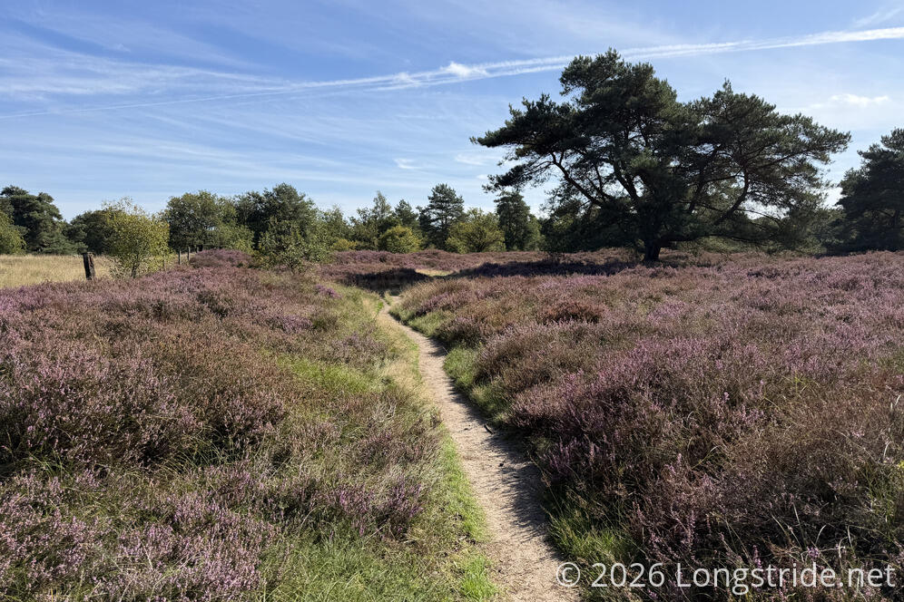 Heathlands