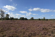 Heathlands in the Drentsche Aa National Park