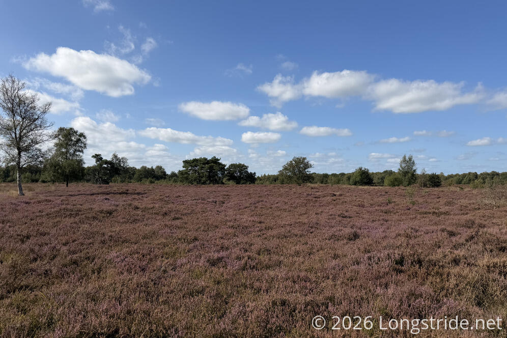Heathlands in the Drentsche Aa National Park