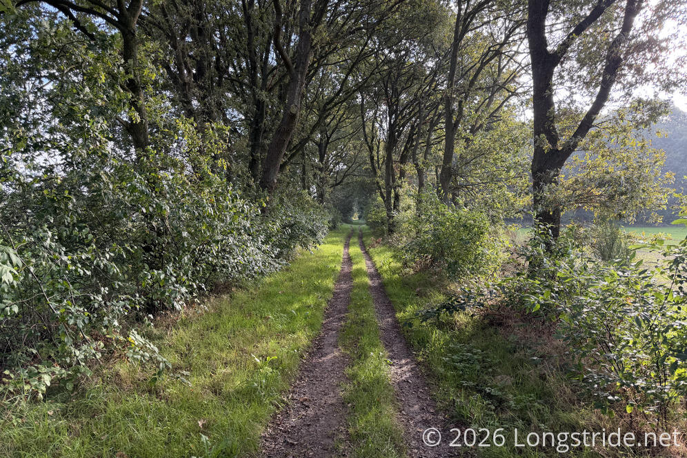 Morning Path