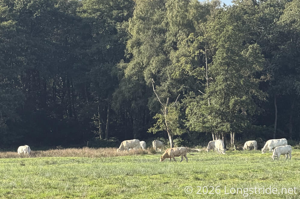 A Herd of White Cows