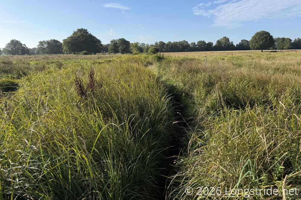 Overgrown Grass