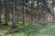Pine Plantation