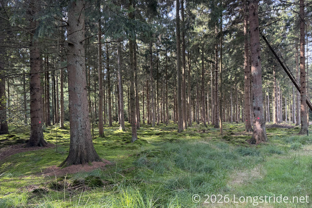 Pine Plantation