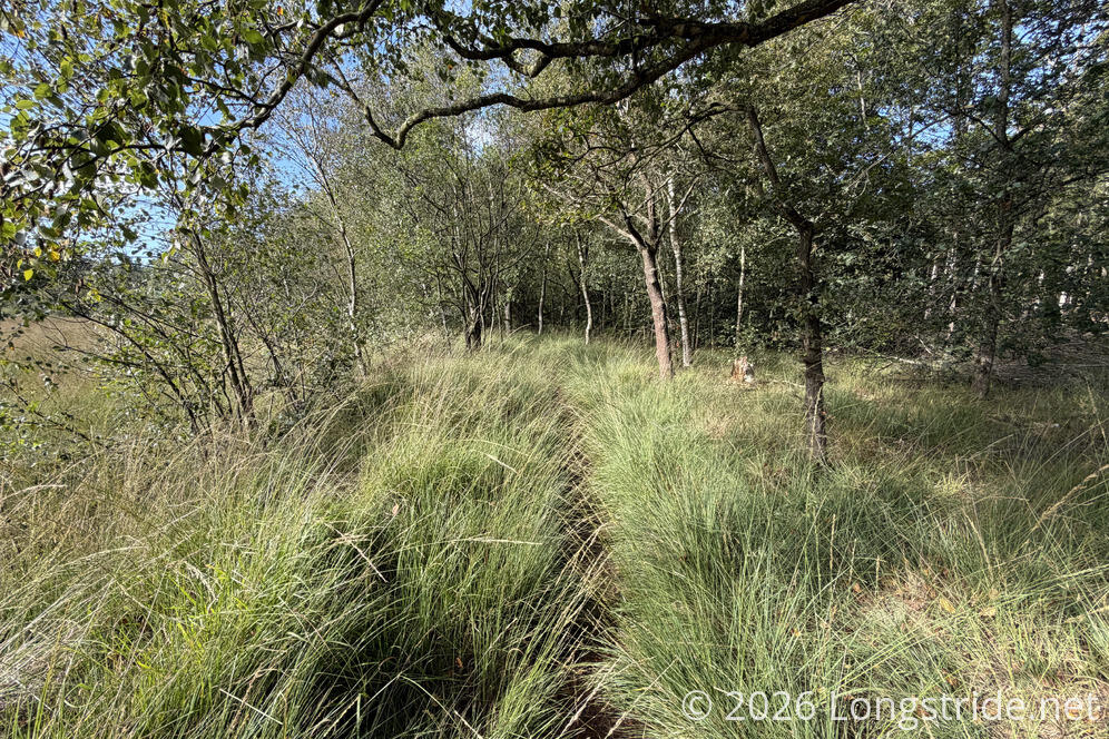 Overgrown Grass
