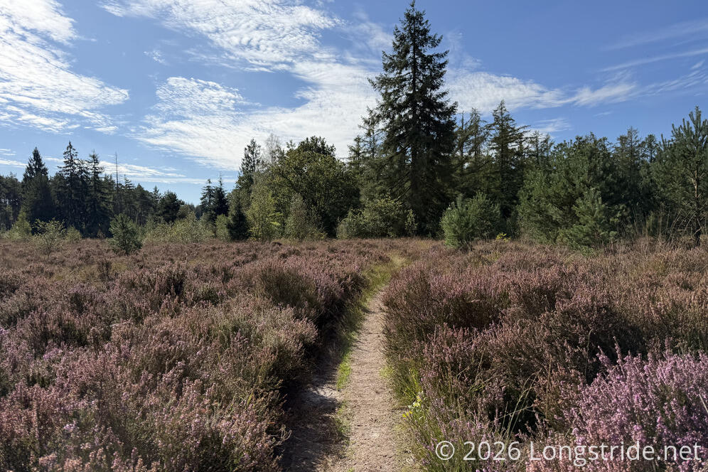 A Path Through Heathland