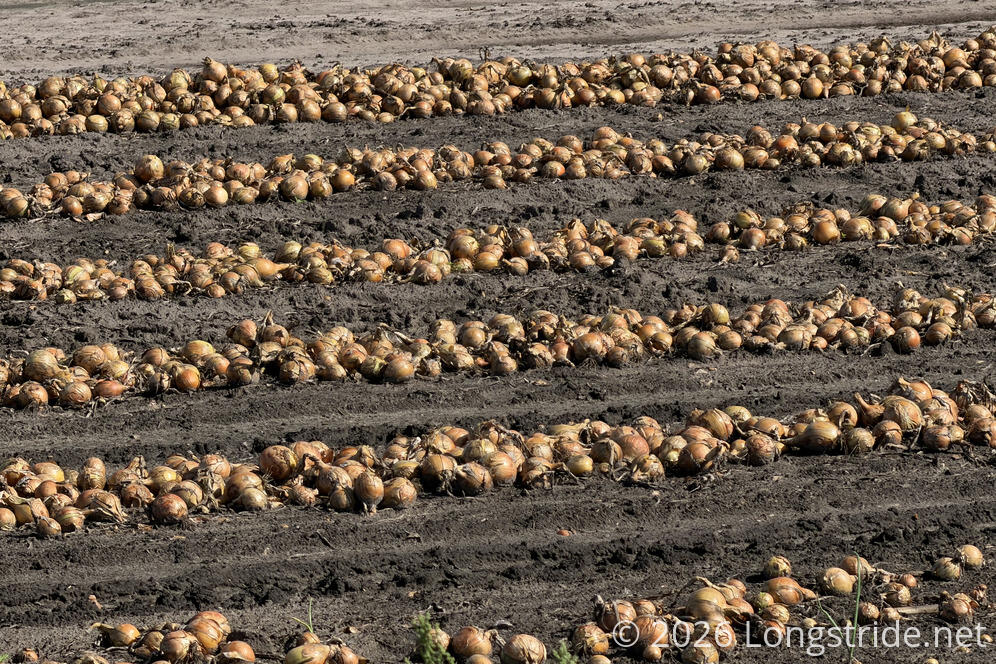 Onions