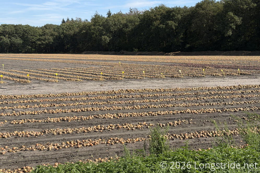 Onion Crop