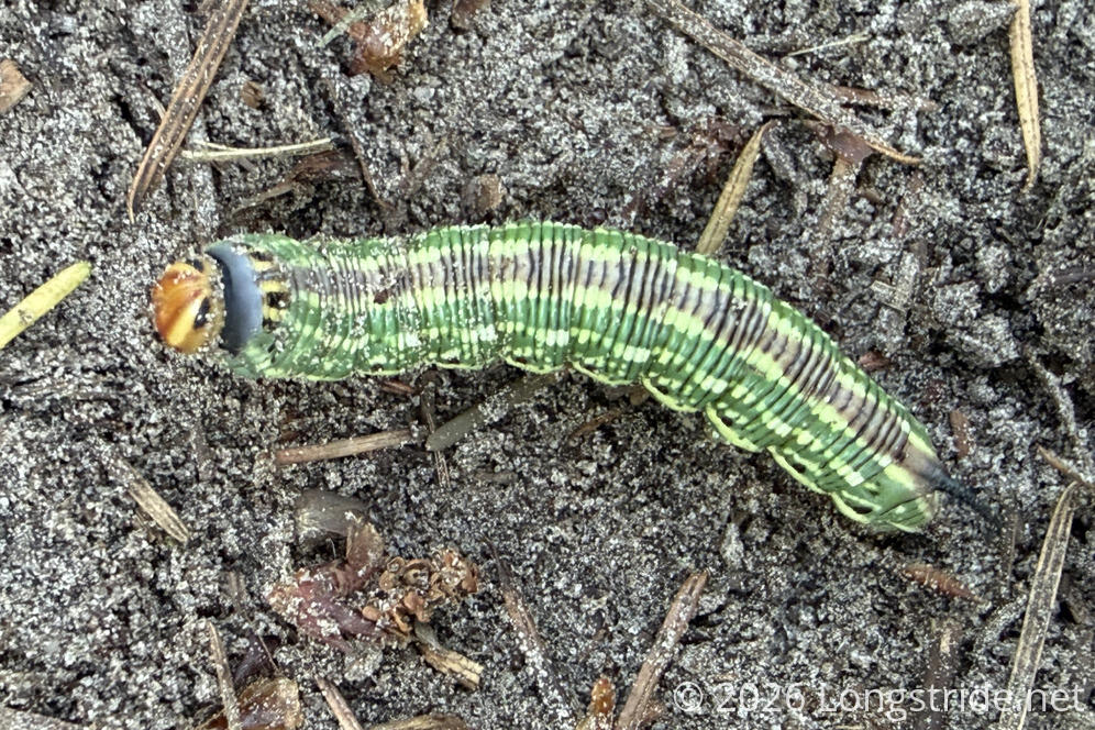 Caterpillar