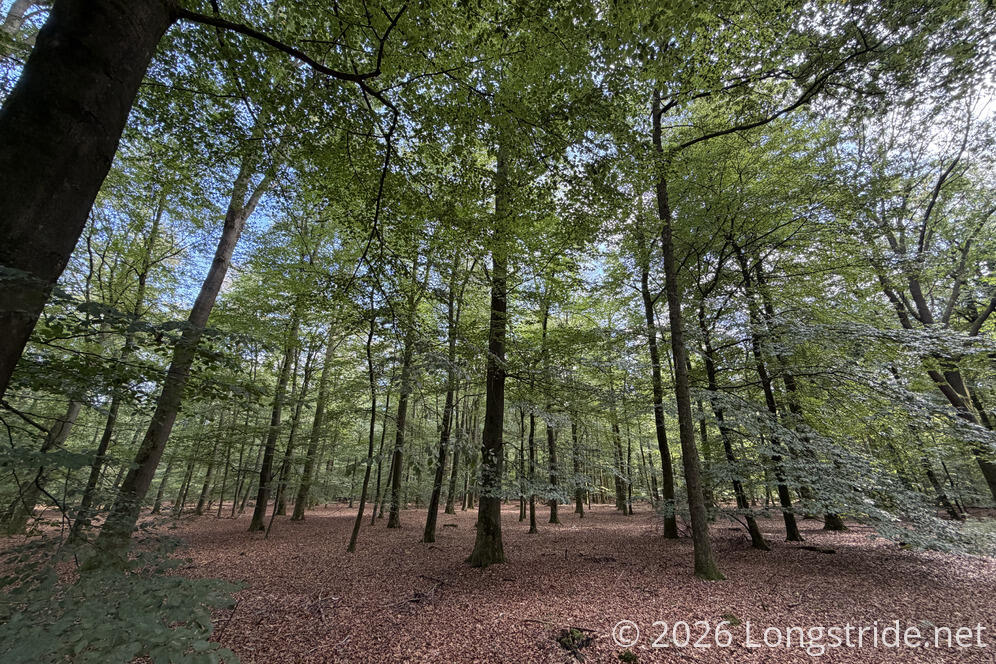 Pine Forest