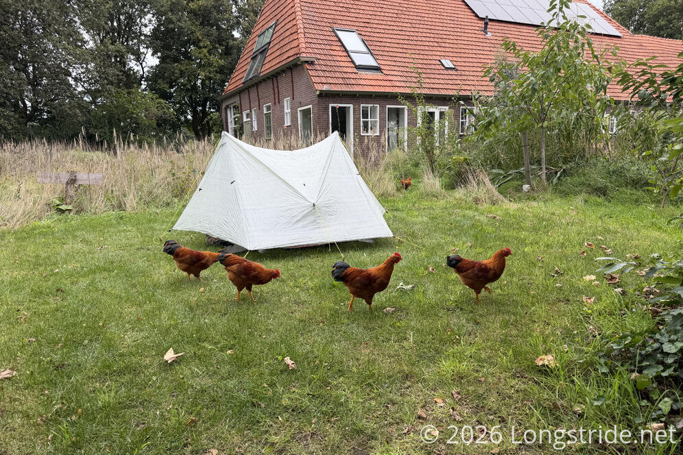 Chickens Inspect the Tentsite for Bugs