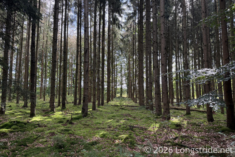 Pine Plantation