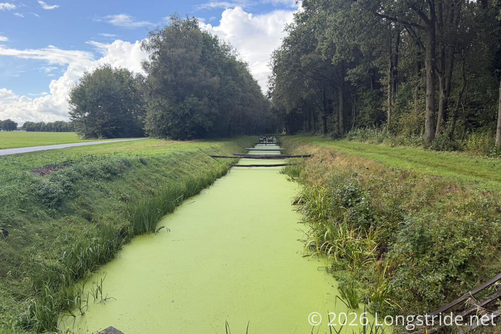 Duckweed-Filled Canal