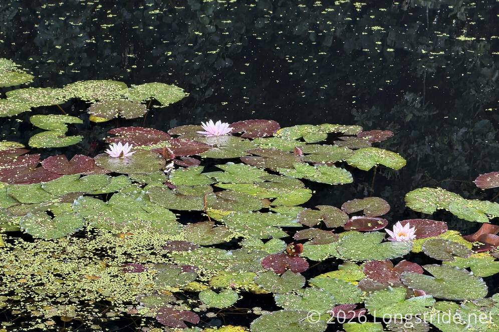 Lily Pads