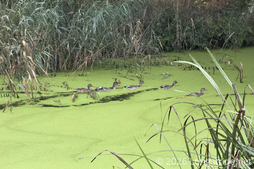 Duck Trails