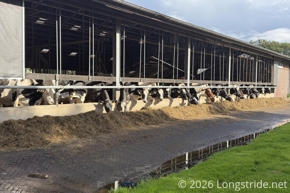 Feeding Cows