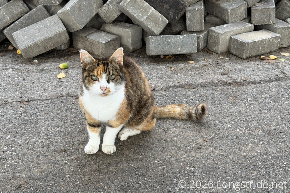 Friendly Cat