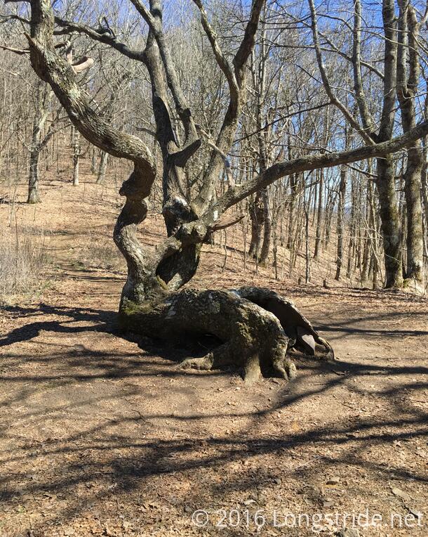 An Old and Twisted Tree