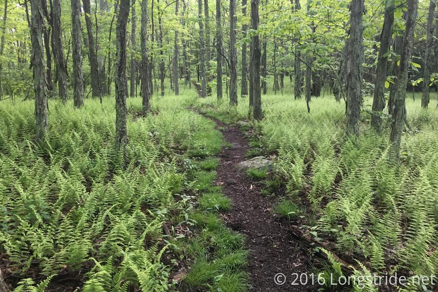 Fern-Lined Trail