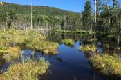 Pond on the Austin Brook Trail